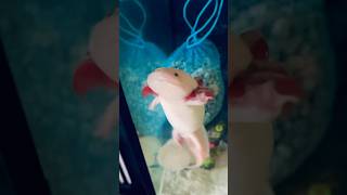 How Axolotls dance 🥰❤️💃 axolotl dancing [upl. by Remat824]