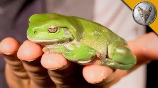 My BIG FAT Green Tree Frog [upl. by Aniar]