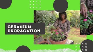 Geranium Plant Propagation  Dead heading and pinching tips to get more flowers [upl. by Asiluy472]