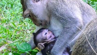 Early Weaning Adorable Baby Monkey Natty Looks Scared Of Mom Nanda While Breastfeeding [upl. by Eded]