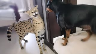 Serval and pincher sort things outServal meows [upl. by Cirdor602]