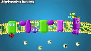 Photosynthesis Intro and LightDependent Reactions [upl. by Matt]