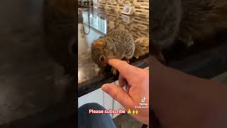 Heart warming rescue of squirrel squirrel hearttouching heartwarming rescue credit wildlove25 [upl. by Pascha505]