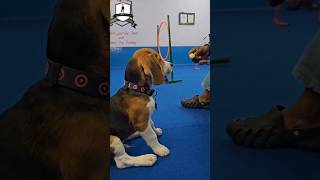 Is Rawhide bone good for your dog health 🐶 pettrainning dogtraining [upl. by Faxun]