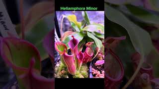 Heliamphora Minor pitcherplant garden botanygarden carnivorousplant garden plantcommunity [upl. by Aveer19]