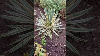 Have three variegated Yuccas in the garden Lovely evergreen structural plants they are [upl. by Ynnij]