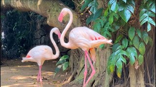 Greater flamingo 🦩 [upl. by Nellie]