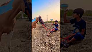 kudva vala ghoda kathiyavadi ghoda ghoda no sokhin aswapremi ghoda na video horse riding trending [upl. by Lecirg460]