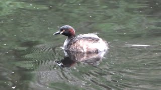 Australasian Grebe with chick Birds of Australia [upl. by Aicital]