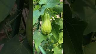 Chayote is a food low in purines and high in fiber that prevents gout agriculture health farmer [upl. by Aduh]