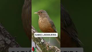 Aves com os cantos mais bonitos do Brasil lendasdoencarte passarote cantodepassaros birds bird [upl. by Balas]