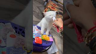 New pet 😍 reveal kar diya  catit creamy treat review shorts [upl. by Atsirhcal]