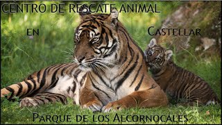 Visita al 🦁 ZOO de CASTELLAR de la Frontera 🐵centro de RESCATE ANIMAL 🐯 [upl. by Arima95]