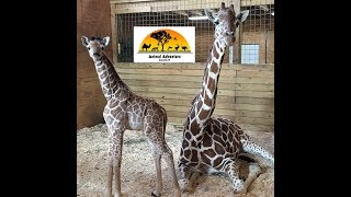 Animal Adventure Park Giraffe Cam [upl. by Lipscomb]