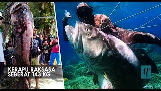 quotSpearfishingquot Nelayan di Buton Tangkap Ikan Kerapu Raksasa [upl. by Ostraw]