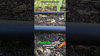 Unlock Happy Plants My GameChanging Drip Irrigation System [upl. by Lorin]