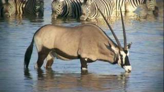 Namibia Wildlife wwwcountdownmedianl  video bedrijfsfilm videoproductie Namibië Etosha [upl. by Marketa352]