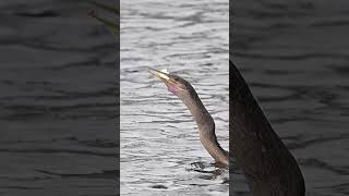 Snakebird Watch this bird toss fish into the air and then swallow them whole Glad I’m not a fish [upl. by Haneeja718]