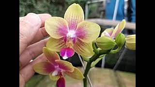 Phalaenopsis IHsin Venus Sweet Fragrance [upl. by Cowan]