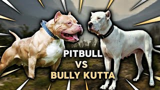 Top fight pitbull vs bully balter [upl. by Wake]