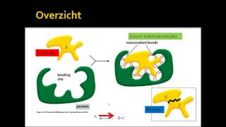 3 enzymen en invloed temperatuur [upl. by Araek]