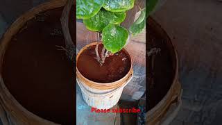 how to grow betal leaf plant [upl. by Thetes]