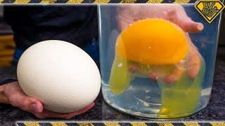 Letting the Internet Decide What to Do With Ostrich Eggs [upl. by Aia3]