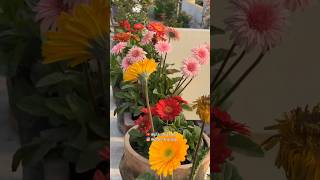 My terrace garden flowers 🌺🌼 ytshorts youtubeshorts flowers trending terracegarden [upl. by Gnas361]