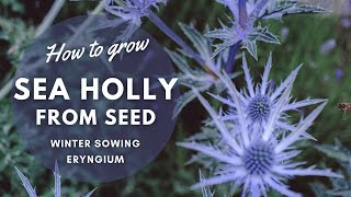 How To Grow Eryngiums Sea Holly from Seed  Perennial Garden [upl. by Aiuqet]