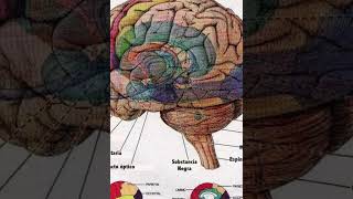 Que es Cerebro y sus funciones [upl. by Idoc961]