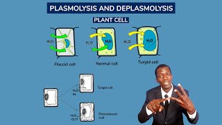 FORM 1 Lesson 76 Plasmolysis and deplasmolysis Turgidity and flaccidity mp4 [upl. by Beverly]