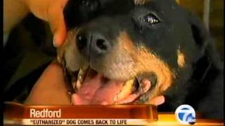 Dog Put to Sleep Then Wakes Up  Animal Euthanasia Gone Wrong [upl. by Galina223]