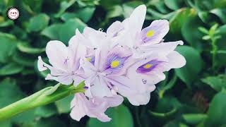 Common water hyacinth plant flowers [upl. by Zosema251]