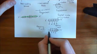 The HIV Life Cycle and Antiretroviral Drugs Part 2 [upl. by Ahsienad]