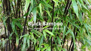 Black Bamboo  All You Need to Know  Our Japanese Garden Escape [upl. by Imoin]