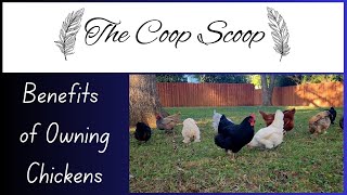 Benefits of Owning Chickens [upl. by Rainer]