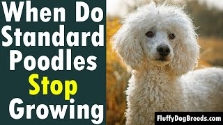 When Do Standard Poodles Stop Growing An Overview of Poodle Growth from Puppy to Adult [upl. by Eirotal]