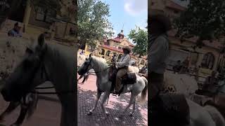 City of Fort Worth Longhorn walks through the Stockyards [upl. by Dachi853]