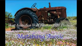 West Australian Wildflowers 2020 Part one [upl. by Fosdick]