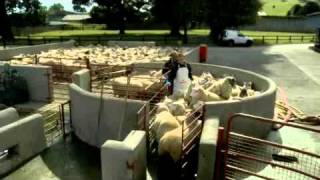 BIMEDASHEEPDIPPING200411wmv [upl. by Atsyrt591]