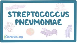 Streptococcus pneumoniae  an Osmosis Preview [upl. by Cartie872]