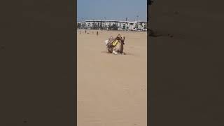 essaouira plage beach [upl. by Ytiak390]