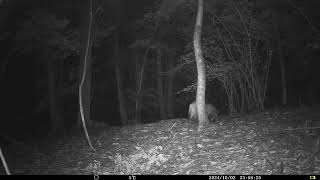 Wild Boar at Woodland Clearing in Chestnut Forest  Alps Conifer and Mixed Forests [upl. by Romney]