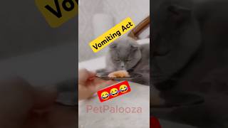 Cat vomiting Act shorts [upl. by Aseyt151]