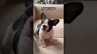 Puppies crying compilation  saddest French Bulldog puppies 😭 shorts puppy dogs pets viral [upl. by Ewnihc]