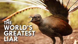 Lyrebird The World’s Greatest Mimic [upl. by Marrilee]