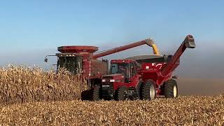 Case IH 2388 Shelling Corn [upl. by Jaquith]