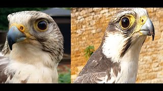 FALCONSGyrSaker Falcon and Lugger Falcon Flying to the Lure [upl. by Launame]