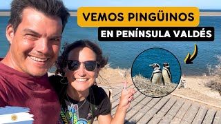 🐧🇦🇷 PENÍNSULA VALDÉS Descubrimos paisajes de otro mundo  PATAGONIA  CHUBUT ARGENTINA  4K [upl. by Lotta]