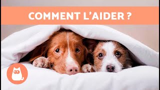 Comment RASSURER un CHIEN qui a PEUR 🐶✅ 5 conseils clés [upl. by Oflunra814]